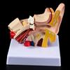 1.5 Times Life Size Human Ear Anatomy Model OrganMedical Teaching Supplies Professional