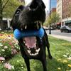 Bite-Resistant Pet Teeth Cleaning Toy with Rope Interactive Dog Toy Dog Chew Stick  Interactive Tug