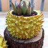 1 durian shaped flowerpot, windowsill flowerpot, fun fruit shaped flowerpot, home decoration flowerpot
