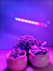 LED Plant Light Growth Light USB Home Green Plant Flower Seedling Full  Succulent Supplement Light
