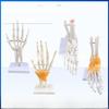 Набор моделей натуральных человеческих суставов: Колено, Плечо, Локоть, Рука, Стопа, Бедро