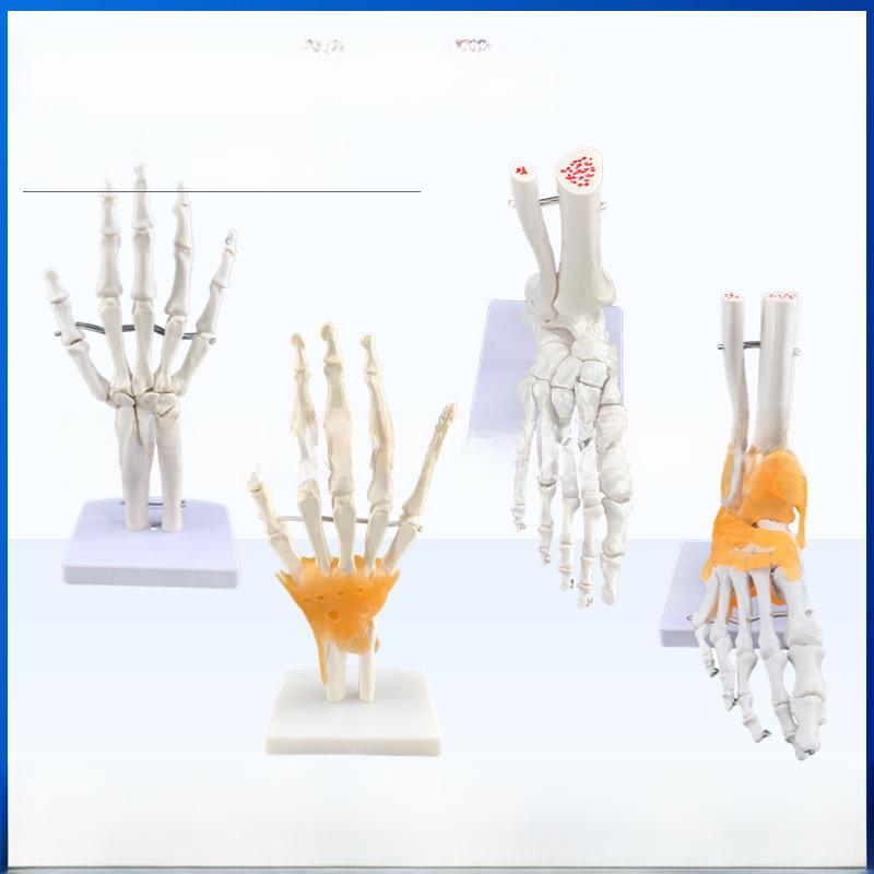 Набор моделей натуральных человеческих суставов: Колено, Плечо, Локоть, Рука, Стопа, Бедро