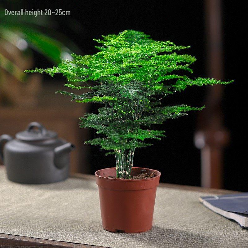Asparagus Fern Indoor Bonsai – Easy-Care Evergreen for Home or Office Decor