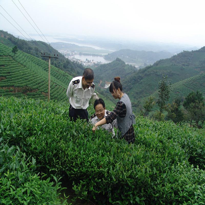 4шт Золотой чай с хризантемой Хуан Цзюй Органический травяной чай с хризантемой