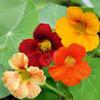 Dwarf Nasturtium Tom, Beautiful Flower Seeds for the Garden, 5g