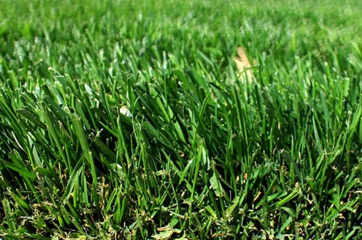 Florovit Lime Granulate Fertilizer 20 For Lawns With Moss 1 Pc