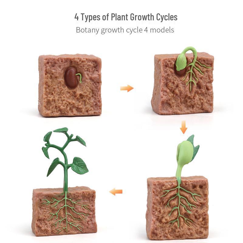 Montessori Animal & Plant Growth Cycle Teaching Toys for Kids