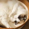 Кот Щенок Кровать Корзина Основание Устойчивая к царапинам подстилка для мелких и средних животных Креативная лежанка для питомца Милое гнездо Машинная стирка