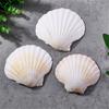 Многоцелевой набор из 10 больших натуральных ракушек гребешков для рукоделия, стильных ювелирных аксессуаров и предметов домашнего декора