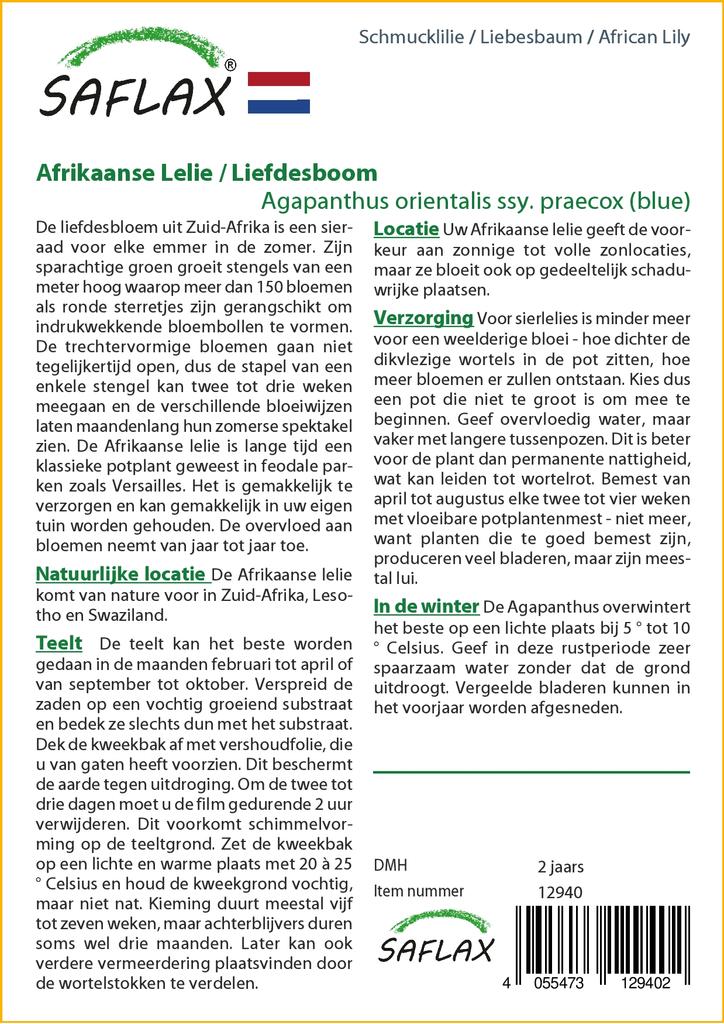 SAFLAX Лилия африканская - 50 семян - Agapanthus orientalis