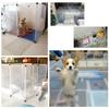 Pet Playpen Dog Exercise Pen Large Portable Dog Fence 12 Panel for Small Dogs Cats Pets Suitable