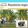 Gift Set - Cuban Royal Palm - 8 Seeds - With Gift Box, Card, Label and Potting Substrate - Roystonia Regia