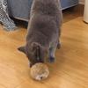Пушистый мячик Игрушка для кошек Мягкий Пушистый Мячик для кошек Моющийся Пушистый Веселый Мячик для погони Обогащающая игрушка для котят Домашние упражнения Охотничьи инстинкты