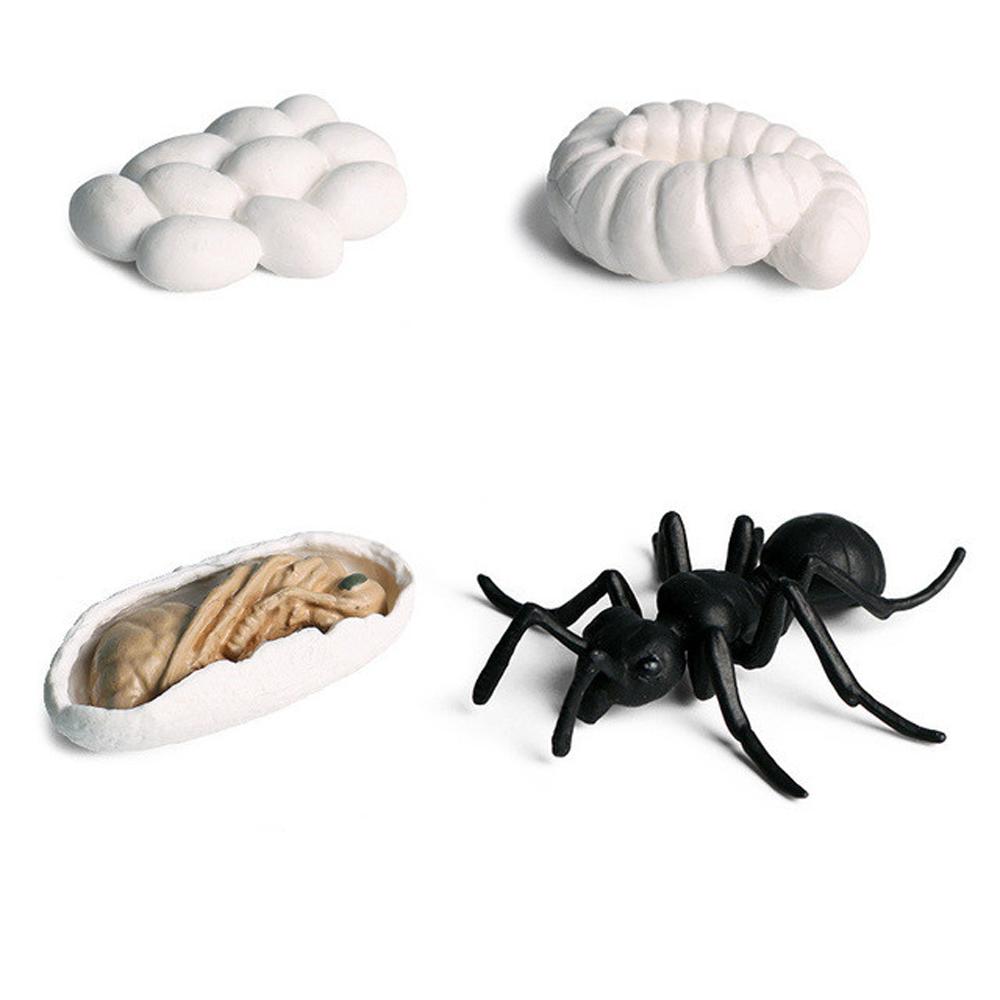 Animals Chicken Spider Growth Cycle Model Life Cycle Figurine Simulation Animals Action Figures