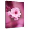 Холст, Цветущая вишня на розовом фоне