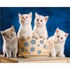 DIY 5D Diamond Painting Cross Stitch Lovely Cats Around the Cup Diamond Embroidery Needlework