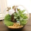 Transparent Clear Glass Ball Vase Oblique Plant Terrarium Succulents Plant Container  Garden