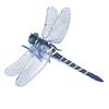 Fake Dragonfly Decoration with Lanyard/Pin Portable Outdoor Camping Gnats Fly Repellent Simulated 3D Dragonfly Model Ornament Kids Educational Toy