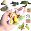 Simulation Life Cycle Animals Model Children Montessori Toy Insect Plant Growth Cycle Biology Science Educational Toy Tmz