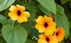 20 Black-Eyed Suzanne Seeds - Flowers Plant Terrace Pot - Reproducible Peasant Seeds - SemiWild