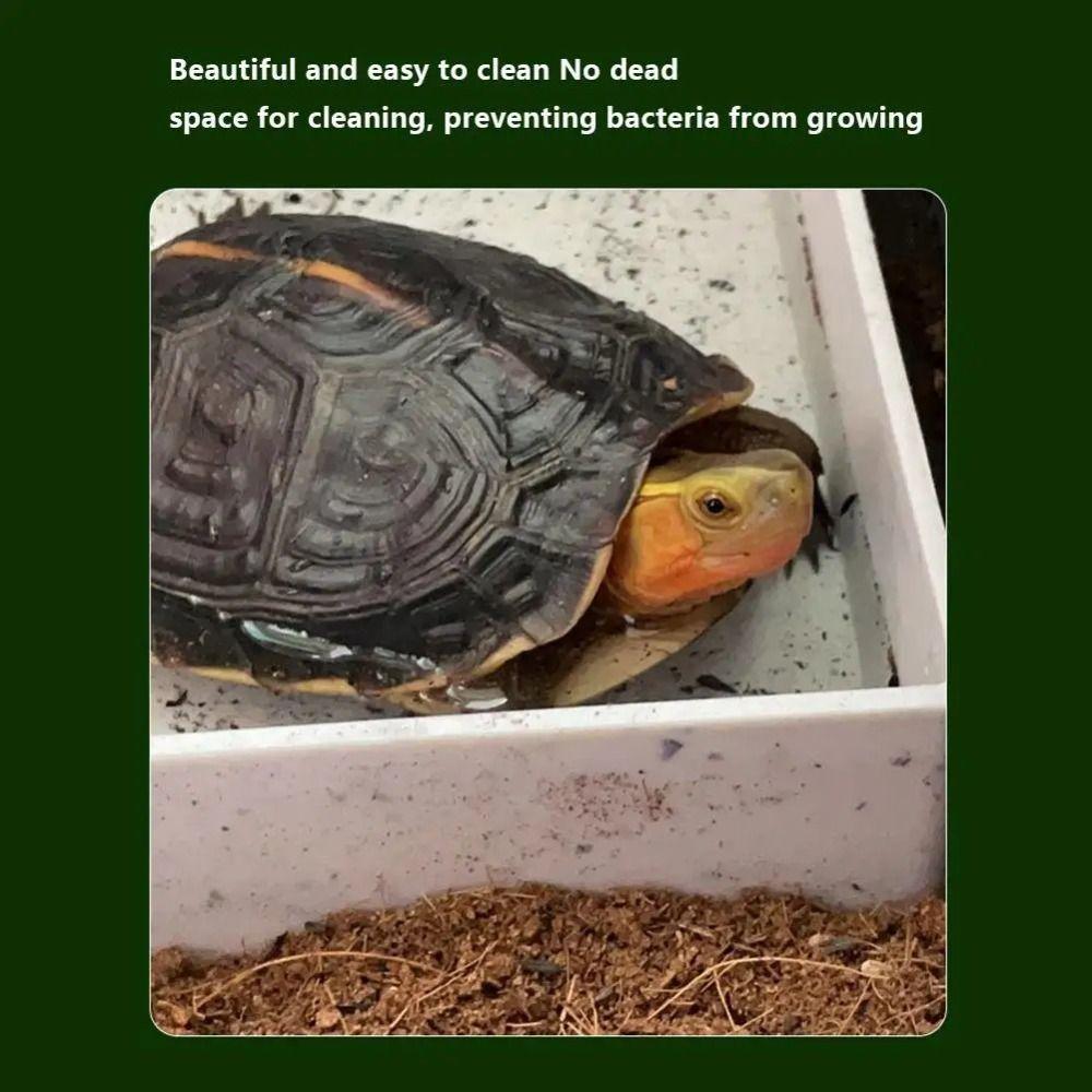 Smooth Tortoise Feeder With Platform Turtle Tank Tortoise Feeding Dish  Hamster