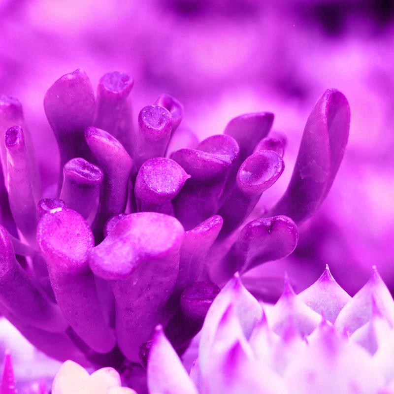 10 Вт светодиодная лампа для выращивания растений, USB, портативная, светодиодная лампа для роста растений, 5 В, полный спектр, фитолампа, 21 светодиод, вращающаяся, гибкий свет, для помещений