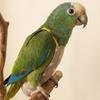 Escape Proof Bird Flight Suits Breathable Bird Flight Clothes Parrot Flying Harness  Pet Walking
