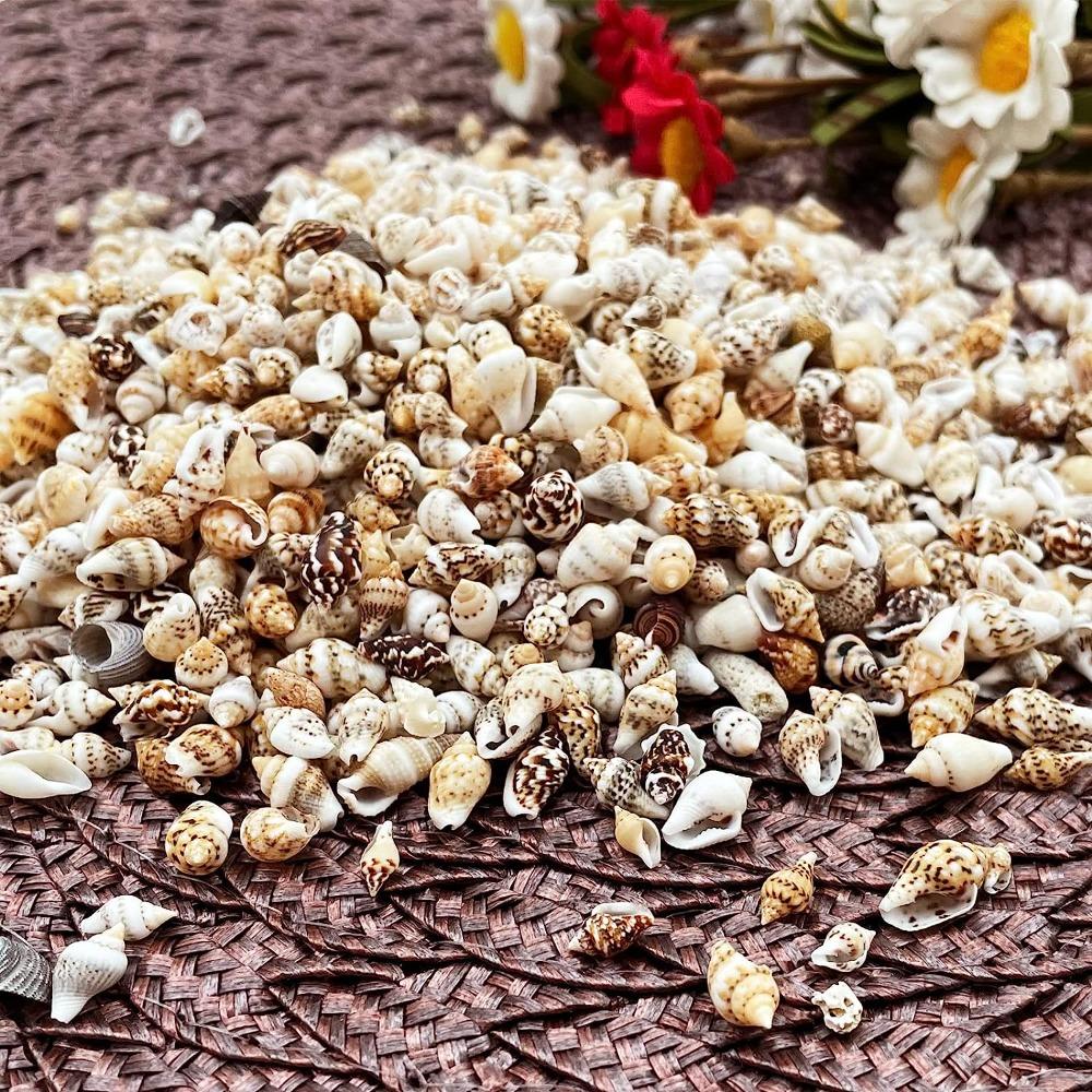1500 шт. спиральных ракушек, морские ракушки, 1500 шт. подвесок-шармов из смешанных ракушек, пляжная тематическая вечеринка