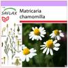 Майвейд - 300 семян - Matricaria chamomilla