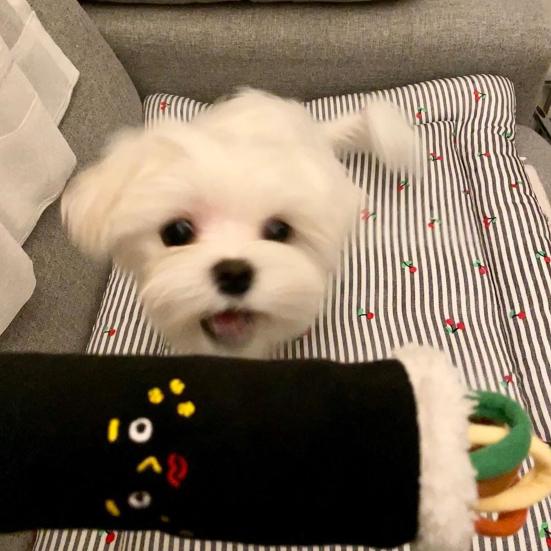 Интерактивная игрушка-головоломка для собак, плюшевая нюхательная игрушка, игрушка-дозатор лакомств с шуршалкой, развивающая игрушка для собак, для снятия скуки, умственная стимуляция