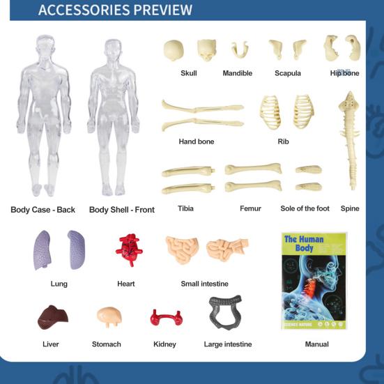 1 комплект игрушек для изучения структуры тела, учебная съемная модель человеческого тела для изучения человеческой жизни, научная лаборатория для детей