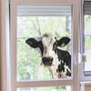 Cartoon Animal Cow Glass Doors and Windows Home Landscaping Decorative Window Stickers