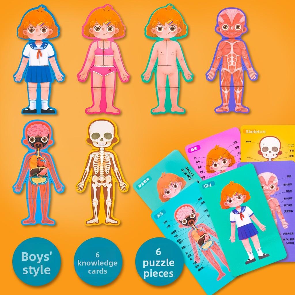 Деревянная структура тела Puzzle Для детей Образовательная развивающая игрушка Для мальчиков и девочек