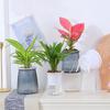 Double-Layer Self-Watering Plant Pot Transparent Plastic Flower Vase Automatic Lazy Hydroponic Garden Home Decor Potted Plant