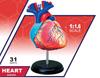 4D Human Anatomy Model Heart Puzzle 626004 Fame Master 4D Master Educational Toy STEM
