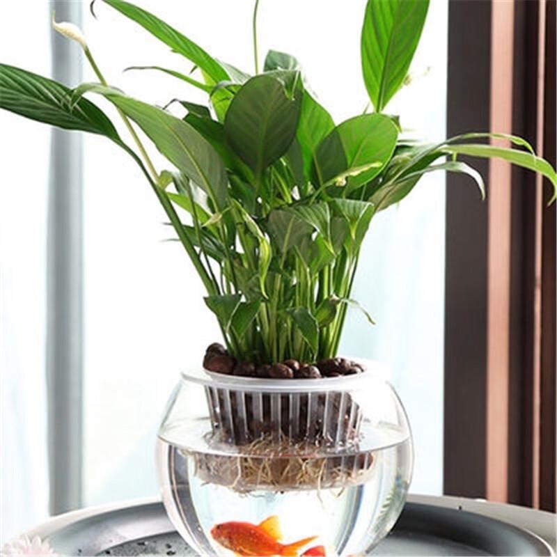 Self-Watering Round Hydroponic Vase