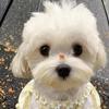 Cute Daisy Lace Pet Dress Cats Dogs Lightweight Anti-Shedding Costume Maltese Princess Style