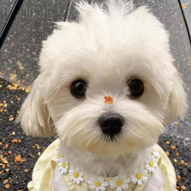 Cute Daisy Lace Pet Dress Cats Dogs Lightweight Anti-Shedding Costume Maltese Princess Style