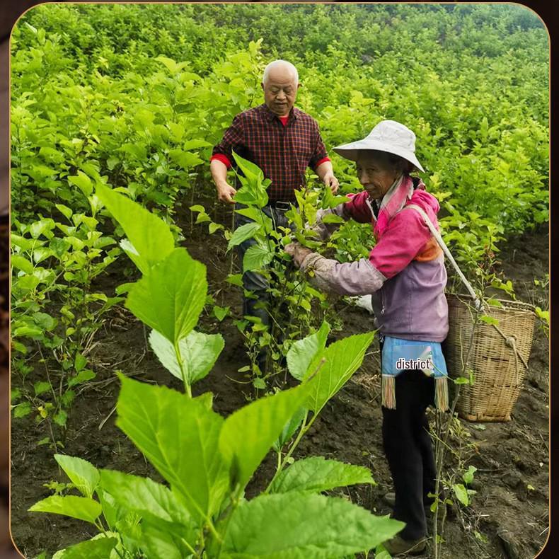 Вакуумно-ферментированный чай ГАБА Whispers, коробка 82 г
