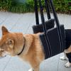 Multiple Sizes Dog Lift Harness Padded Lining Pet Assist Harness Dog Lifting Strap  Outdoor Walking