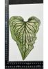 Colored Leaf Caladium Embossing: Rare Pressed Flower Specimen for Teaching & Photo Frames