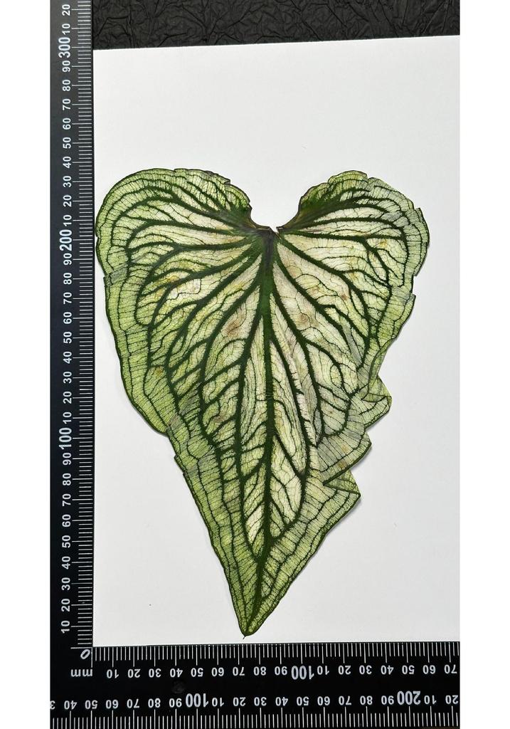 Colored Leaf Caladium Embossing: Rare Pressed Flower Specimen for Teaching & Photo Frames