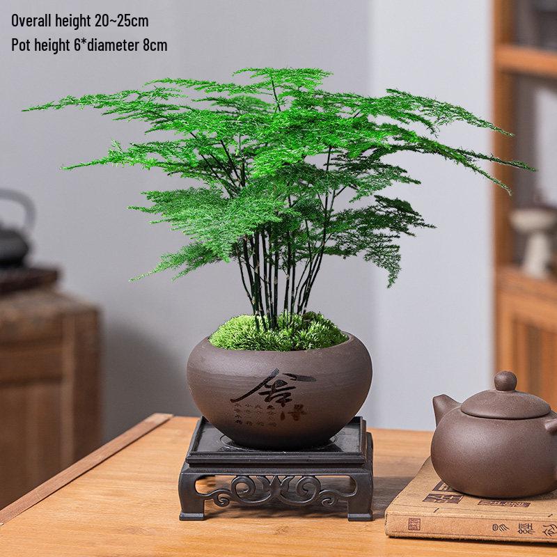 Asparagus Fern Indoor Bonsai – Easy-Care Evergreen for Home or Office Decor