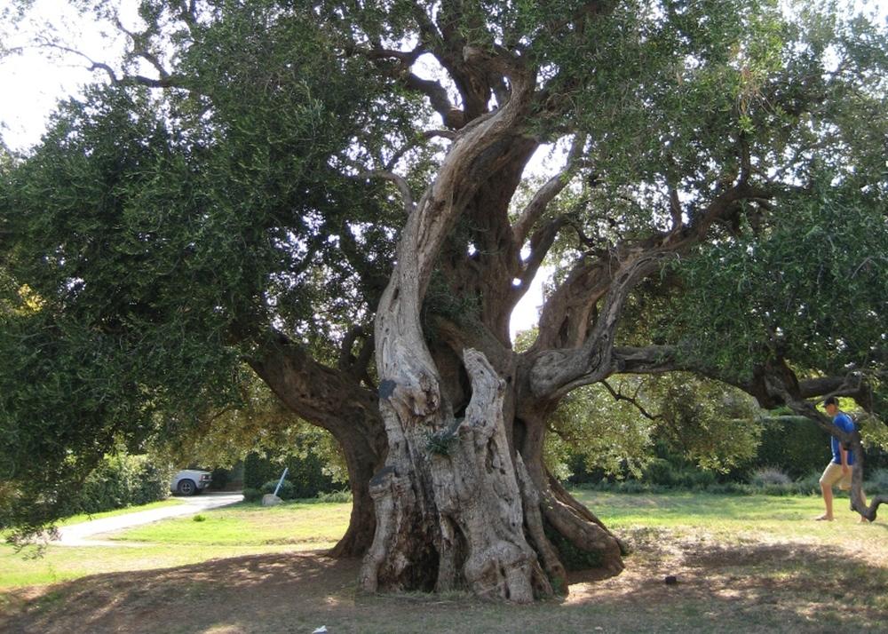 SAFLAX Олива обыкновенная - 20 семян - Olea europea