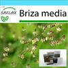 Gift Set - Quaking Grass - 75 Seeds - With Gift Box, Card, Label and Potting Substrate - Briza Media