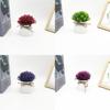 Plastic Veronicastrum Caulopterum Mini Pot With Roped Butterfly Design For Indoor Outdoor And Special Occasion Use