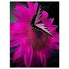 5D Diy Diamond Painting Butterfly Animal Cross Stitch Kit Full Drill Embroidery Mosaic Art Pictures of Rhinestones Home Decor