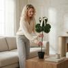 80-сантиметровый Boxwood Bonsai в форме
