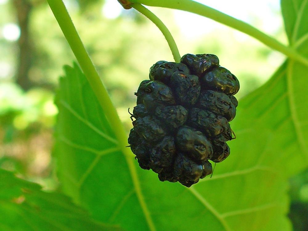 SAFLAX Подарочный набор - Черная шелковица - 200 семян - С подарочной коробкой, карточкой, этикеткой и субстратом для горшков - Morus nigra