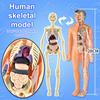 3D Human Skeleton Organ Anatomy Scientific Model Kit Kids Body Education Models Removable Simulation Diy Organ Assembly Model